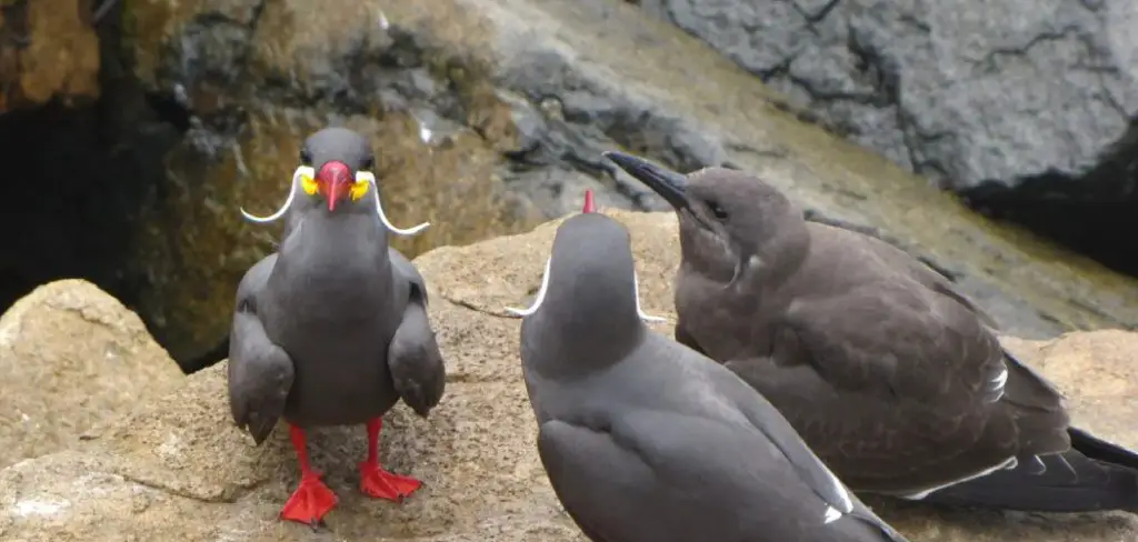 Inca Tern Meaning, Symbolism and Totem