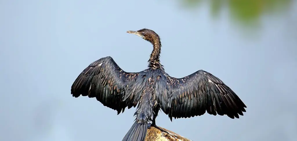 Little Cormorant Meaning, Symbolism and Totem