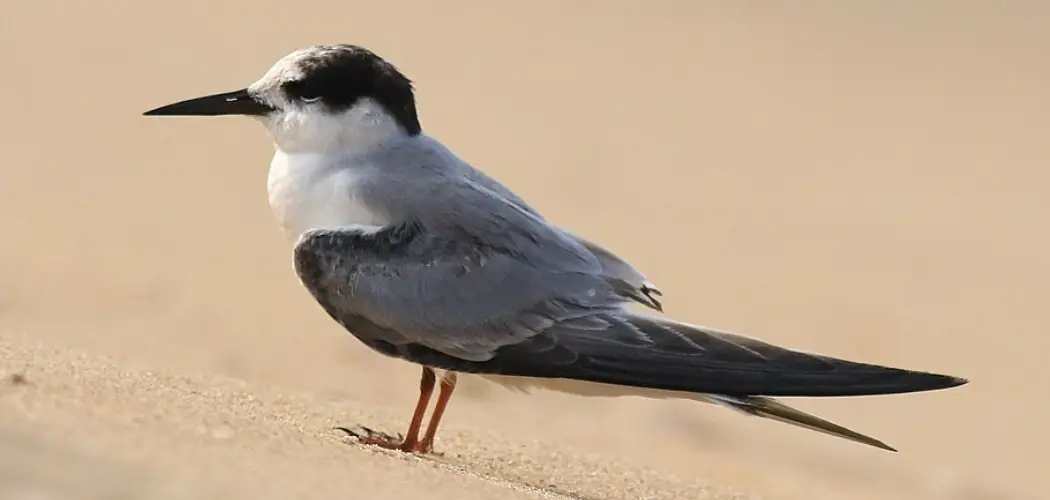 Little Tern Meaning, Symbolism and Totem