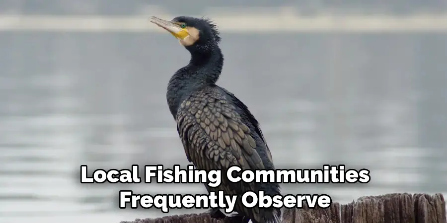 Local Fishing Communities
Frequently Observe
