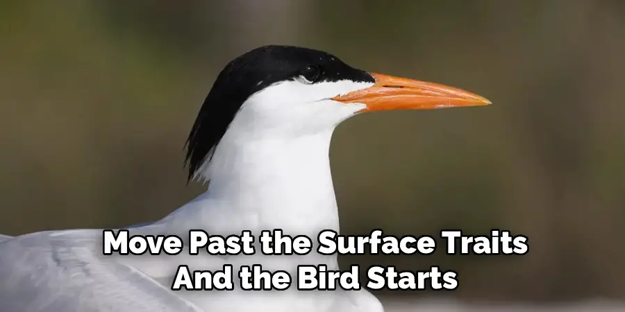 Move Past the Surface Traits
And the Bird Starts