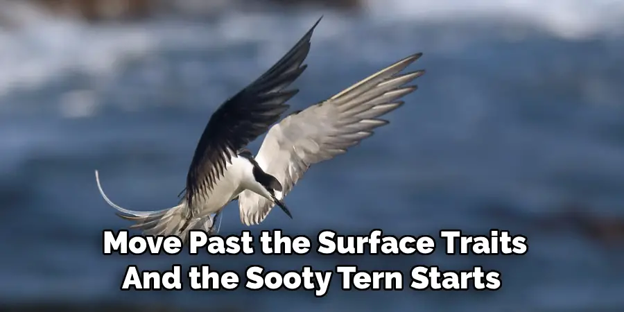 Move Past the Surface Traits
And the Sooty Tern Starts