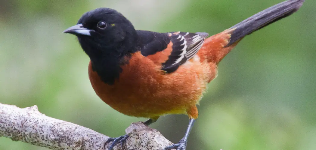 Orchard Oriole Meaning, Symbolism and Totem