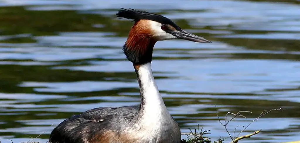 Otago Shag Meaning, Symbolism and Totem