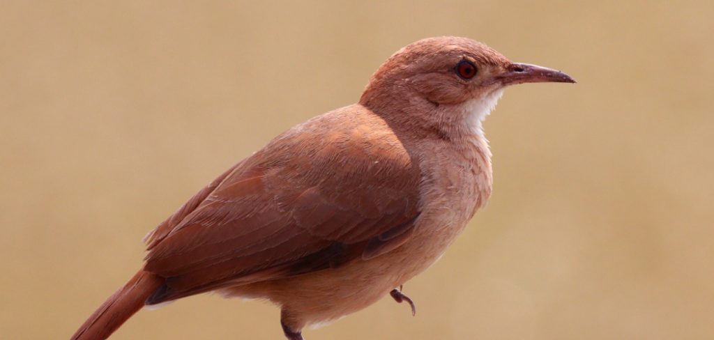 Ovenbird Meaning, Symbolism and Totem
