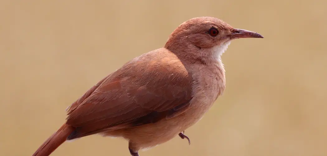 Ovenbird Meaning, Symbolism and Totem