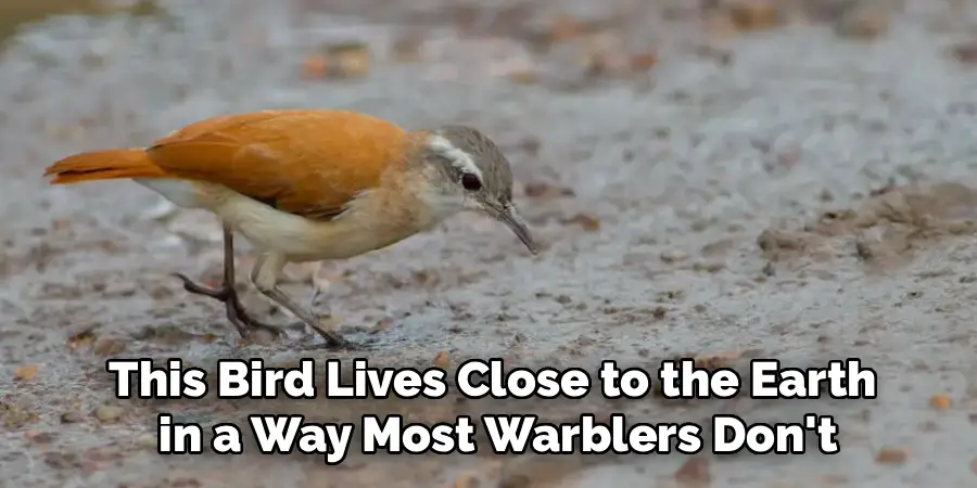 This Bird Lives Close to the Earth
in a Way Most Warblers Don't