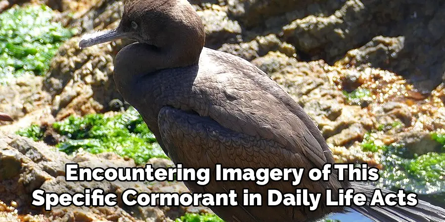 Encountering Imagery of This 
Specific Cormorant in Daily Life Acts