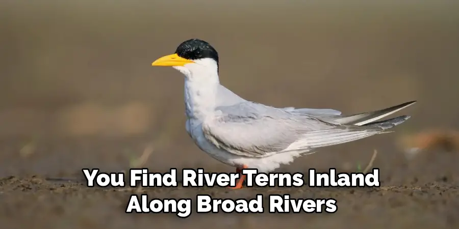 You Find River Terns Inland
Along Broad Rivers