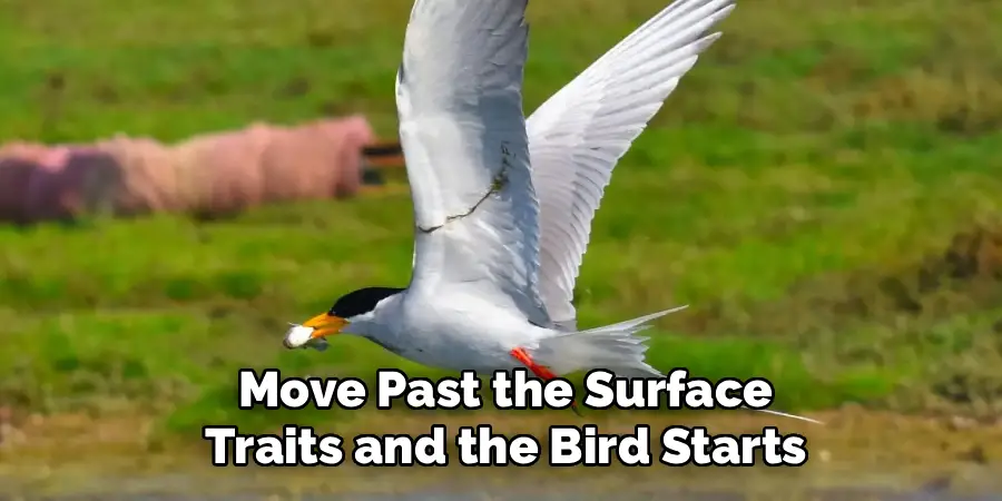 Move Past the Surface
Traits and the Bird Starts