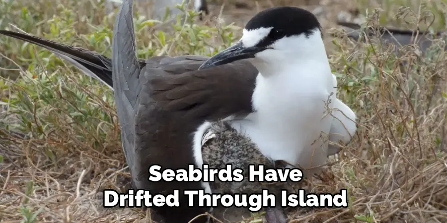 Seabirds Have
Drifted Through Island
