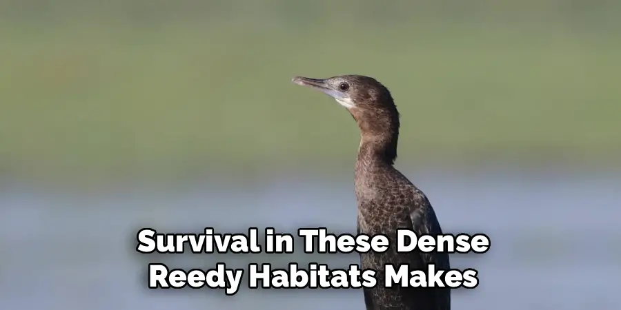 Survival in These Dense
Reedy Habitats Makes