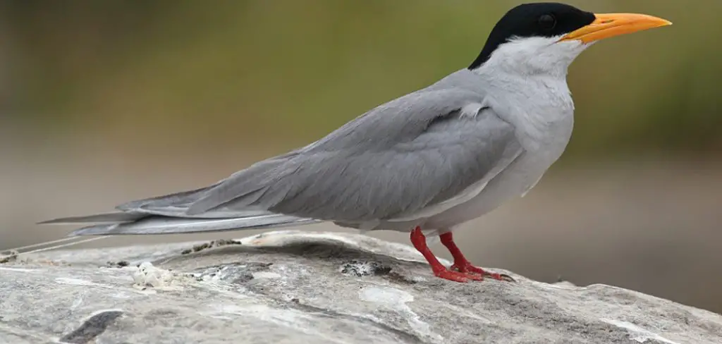 River Tern Meaning, Symbolism and Totem