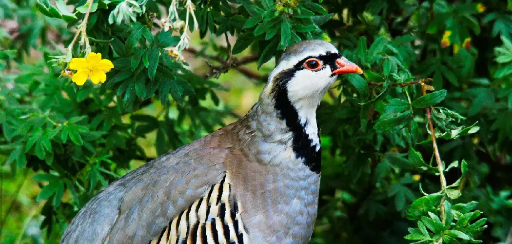 Rock Partridge Meaning, Symbolism and Totem