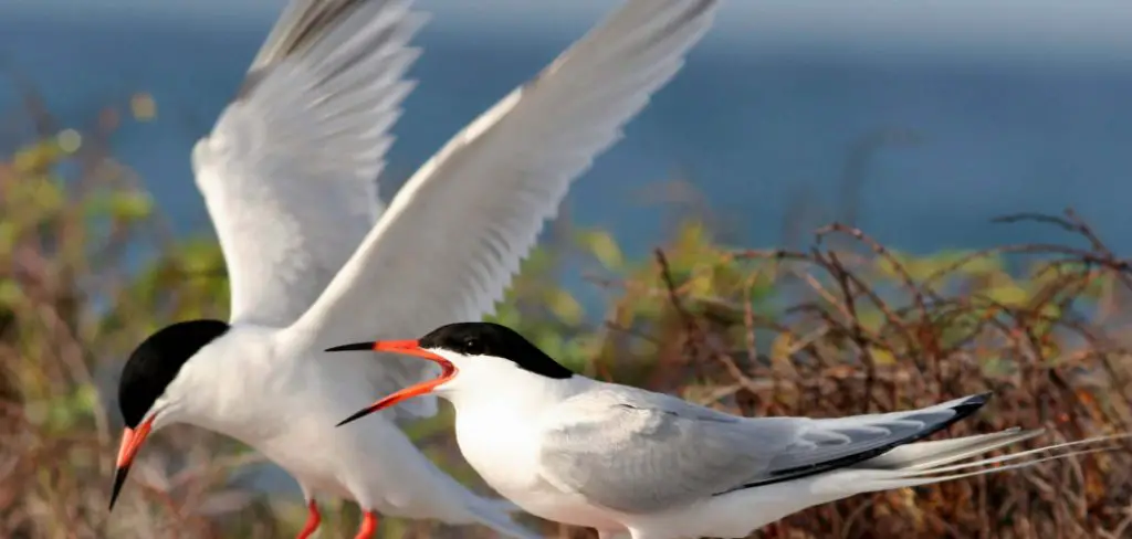 Roseate Tern Meaning, Symbolism and Totem