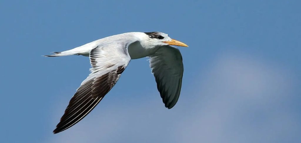 Royal Tern Meaning, Symbolism and Totem