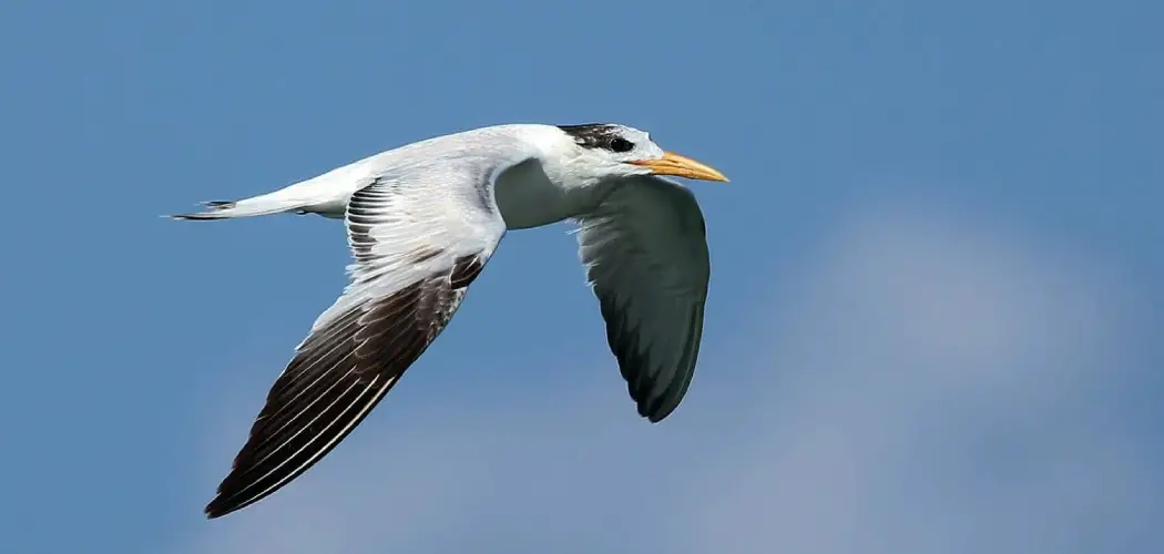 Royal Tern Meaning, Symbolism and Totem