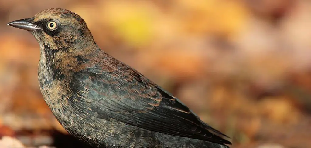 Rusty Blackbird Meaning, Symbolism and Totem