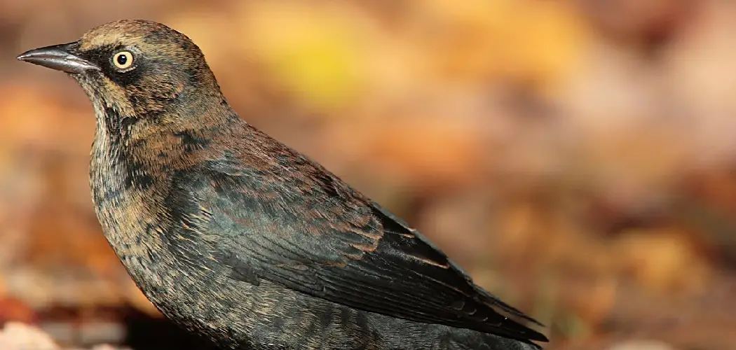 Rusty Blackbird Meaning, Symbolism and Totem