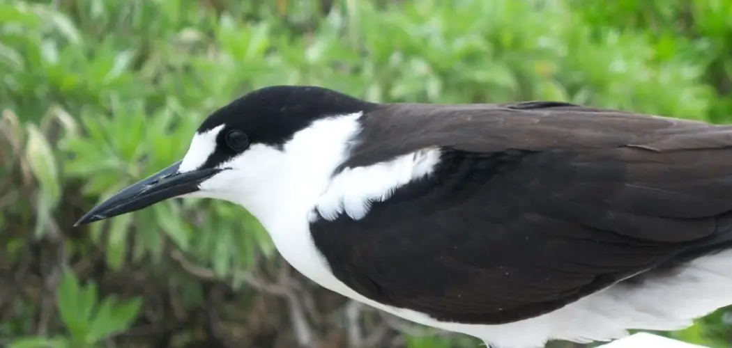 Sooty Tern Meaning, Symbolism and Totem