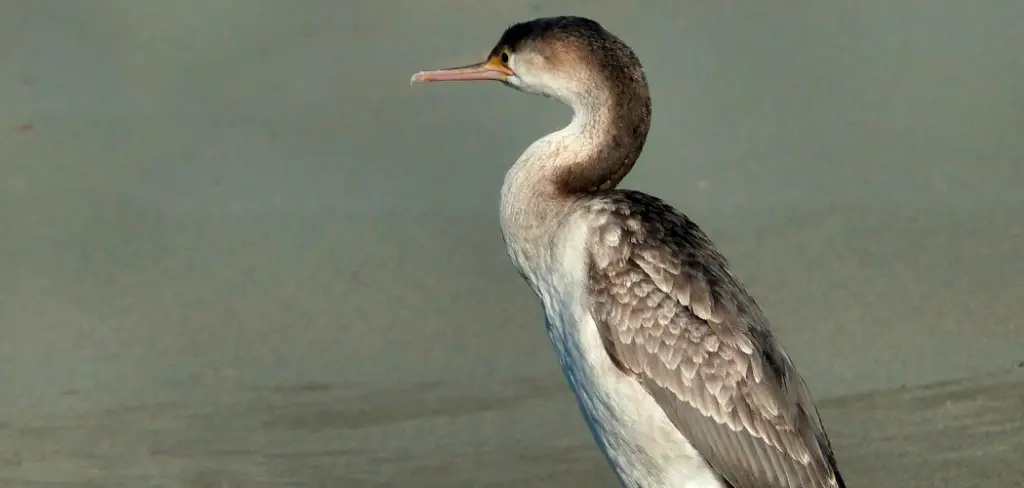 Spotted Shag Meaning, Symbolism and Totem