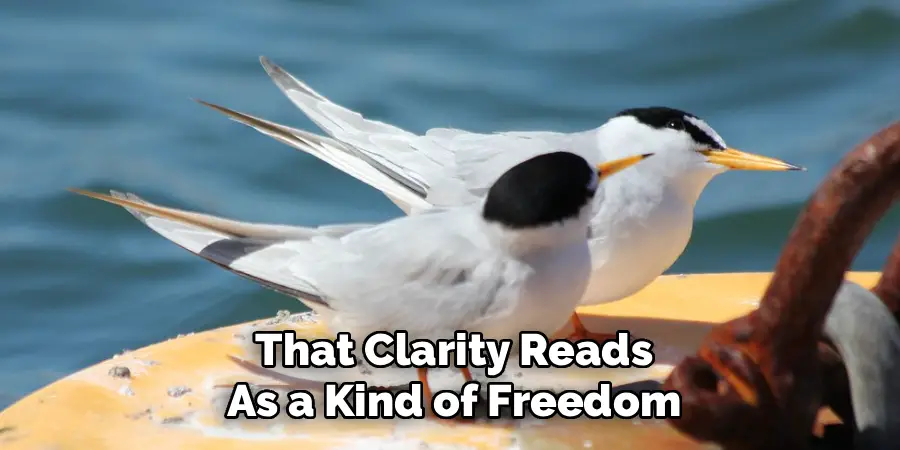 That Clarity Reads
As a Kind of Freedom