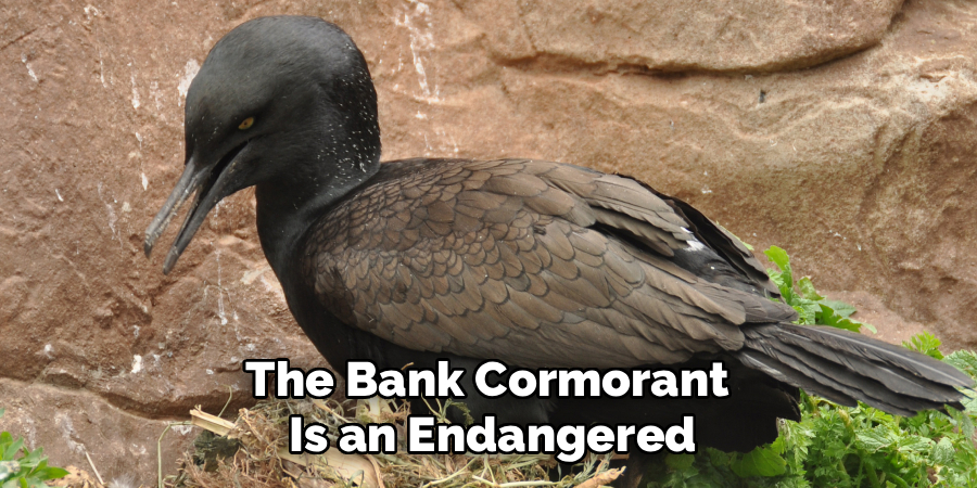 The Bank Cormorant 
Is an Endangered