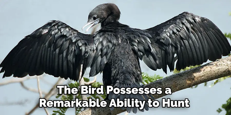 The Bird Possesses a
Remarkable Ability to Hunt