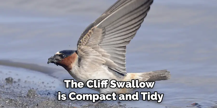The Cliff Swallow
is Compact and Tidy