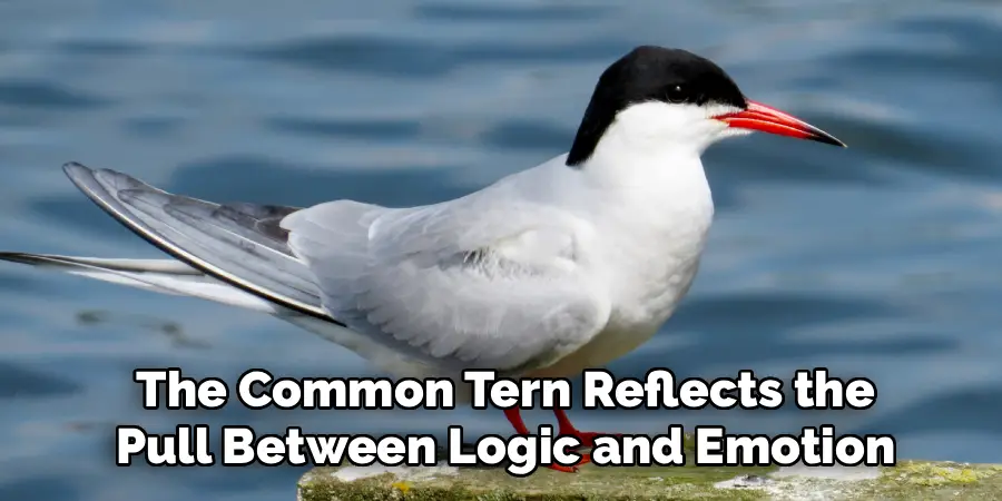 The Common Tern Reflects the
Pull Between Logic and Emotion