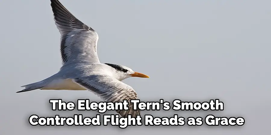 The Elegant Tern's Smooth
Controlled Flight Reads as Grace