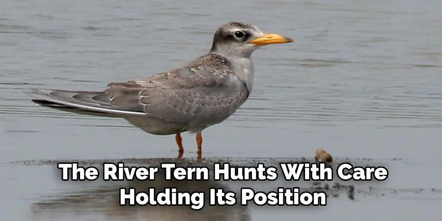 The River Tern Hunts With Care
Holding Its Position