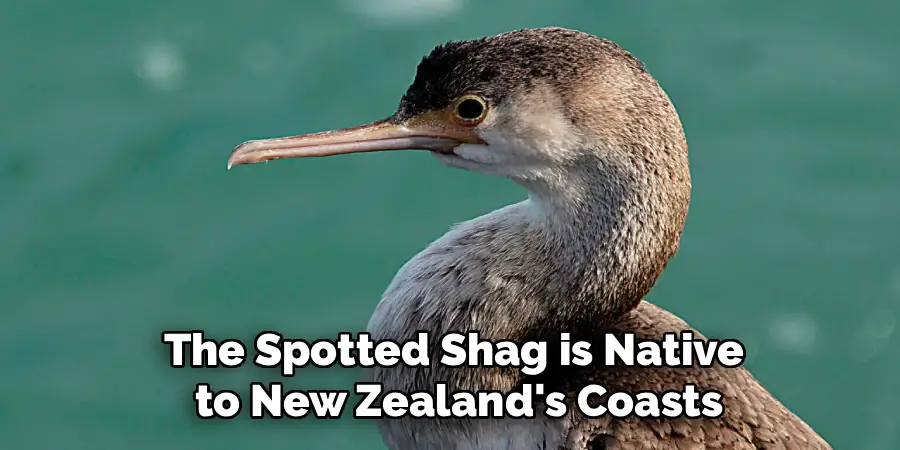 The Spotted Shag is Native
to New Zealand's Coasts