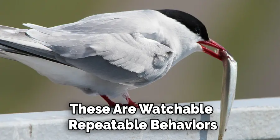 These Are Watchable
 Repeatable Behaviors