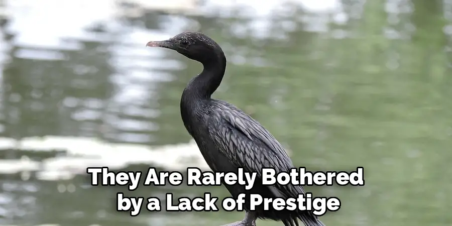 They Are Rarely Bothered
by a Lack of Prestige