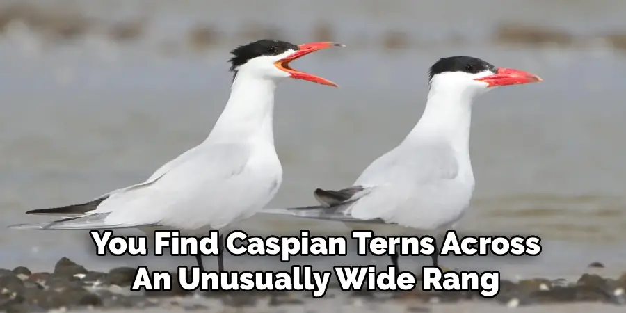 You Find Caspian Terns Across
An Unusually Wide Rang