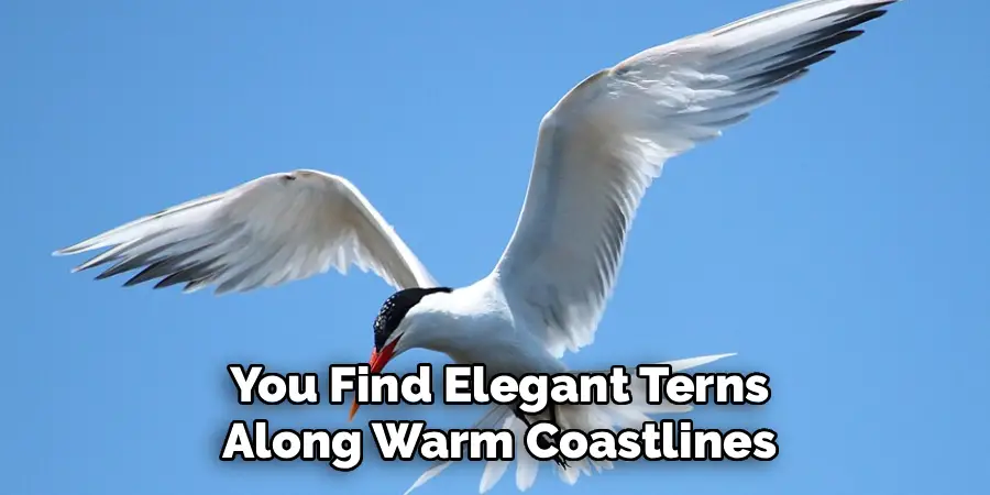You Find Elegant Terns
Along Warm Coastlines