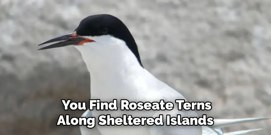 You Find Roseate Terns
Along Sheltered Islands