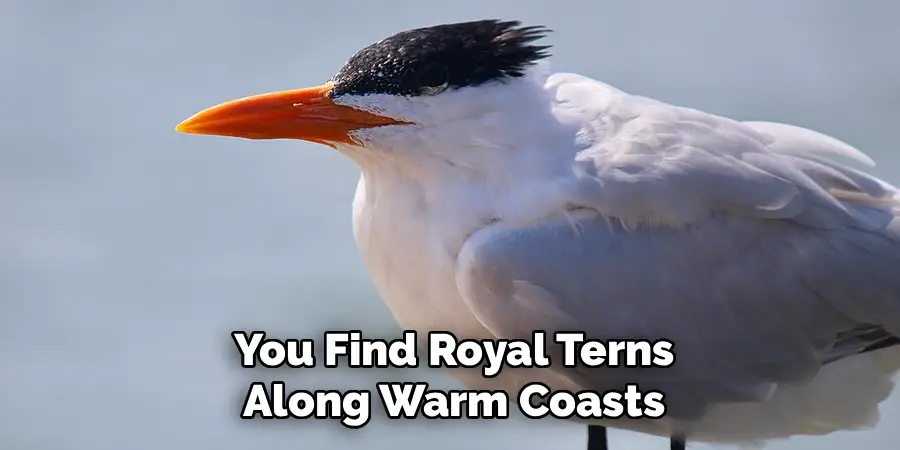 You Find Royal Terns
Along Warm Coasts