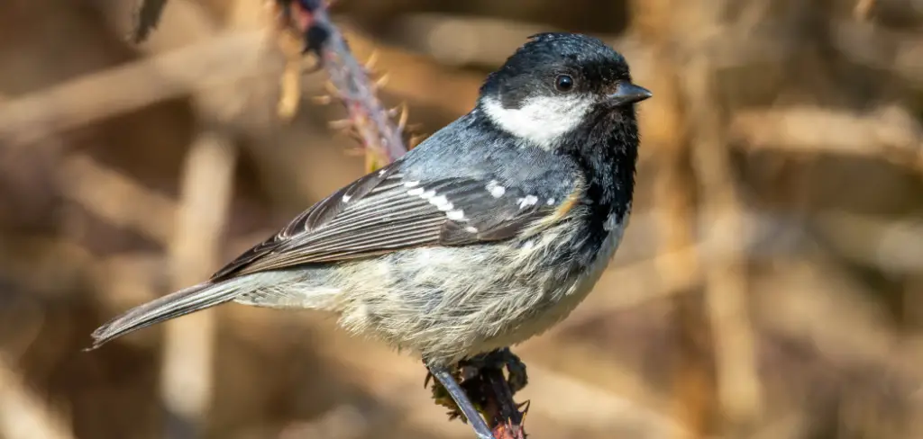Coal Tit Meaning, Symbolism and Totem