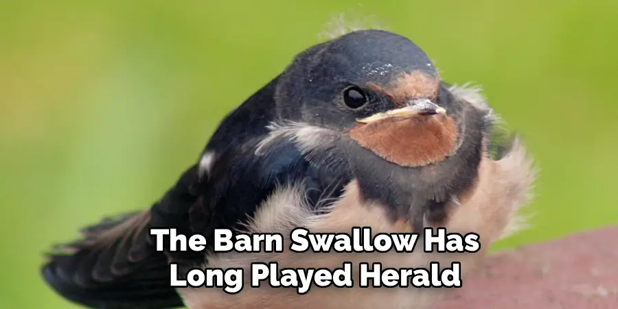 the Barn Swallow Has
Long Played Herald