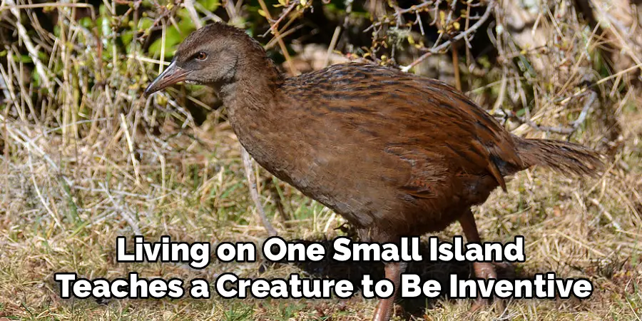 Living on One Small Island
Teaches a Creature to Be Inventive