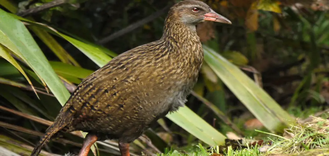 Brown Weka