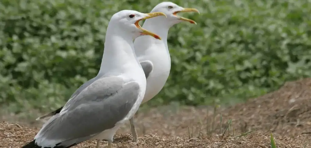 Caspian Gull Meaning