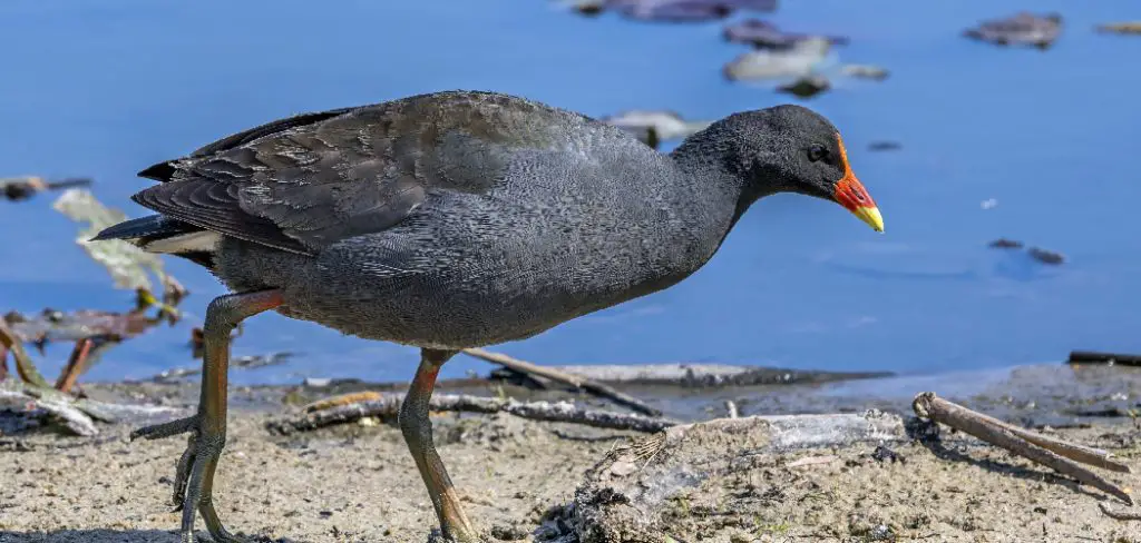 Dusky Moorhen