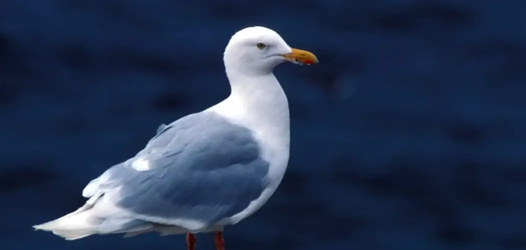 Gray Gull Meaning, Symbolism and Totem