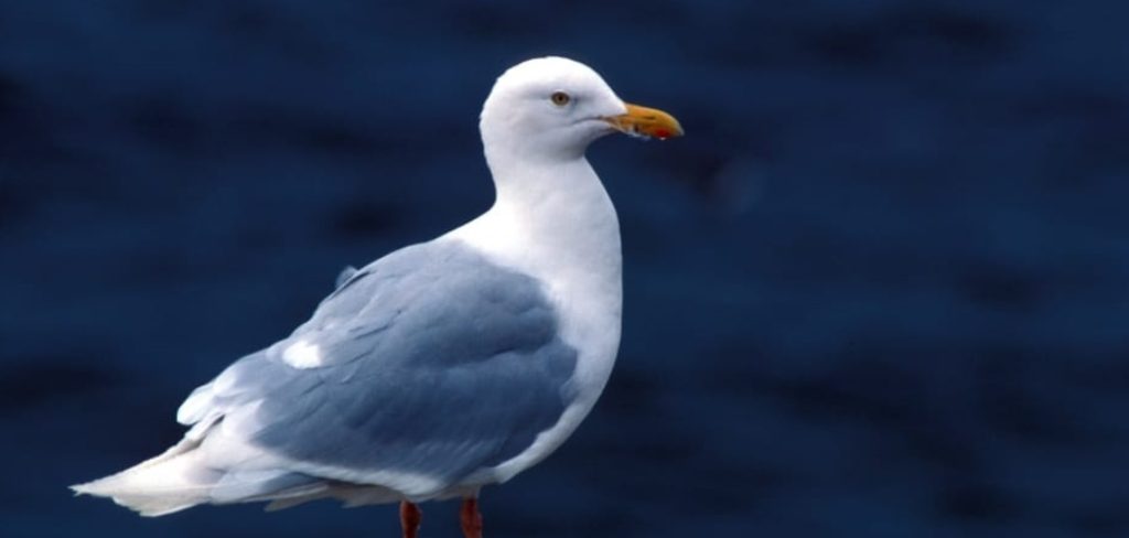 Gray Gull Meaning, Symbolism and Totem