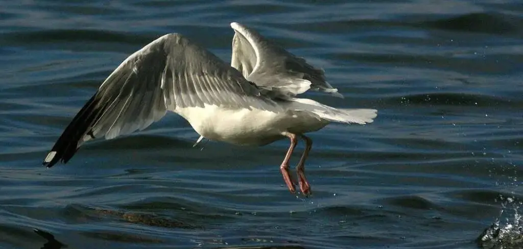 Vega Gull Meaning, Symbolism and Totem