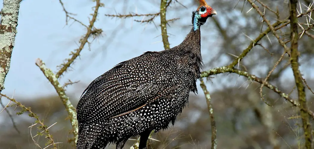 Guinea Hen