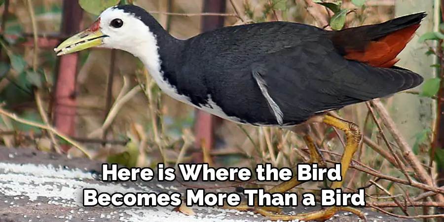Here is Where the Bird
Becomes More Than a Bird